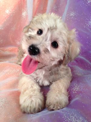 Male Schnoodle Puppy for sale #1 Born May 10th 2013|Schnoodle Breeders in Illinois, Wisconsin, and Minnesota are welcome at Purebredpups!